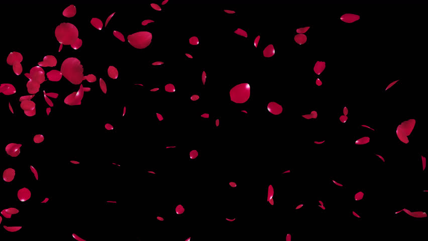 Red Rose Petals Falling with Luma Matte. 3D rendering. Red Rose petal falling with alpha channel you can place on footage or background and easier to change color.