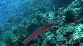 Yellow Chinese Trumpetfish and diver's hand on coral reef in underwater Philippine Sea. Flute fish in marine life world. Concept of diversity of fish species in underwater environment.