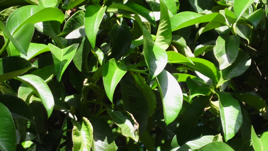 Mangosteen tree in the garden | Shutterstock HD Video #1099385607