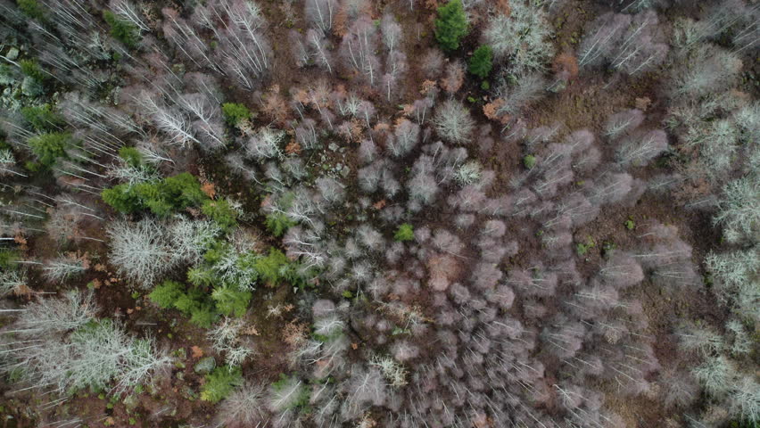 Epic landscape from above with a view looking down over a Scandinavian  forest and a small road during late autumn.