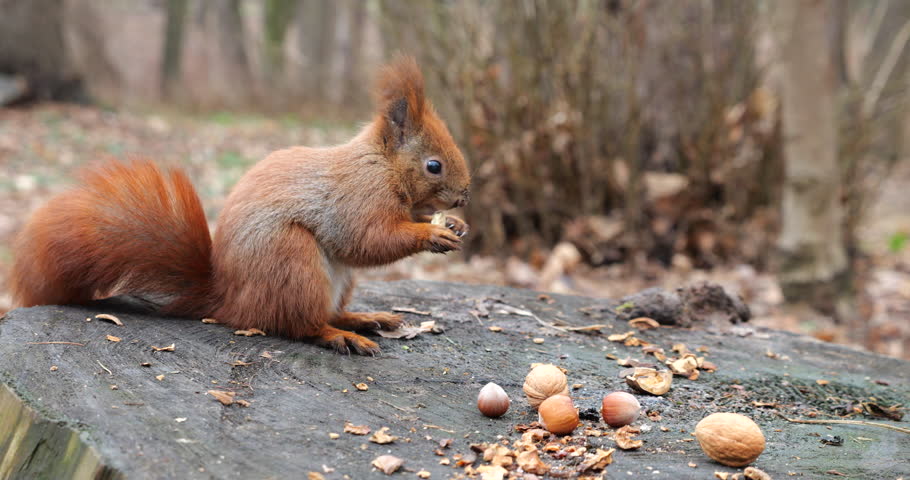 A forest squirrel picks up cookies and nuts from a tree stump. | Shutterstock HD Video #1099386577