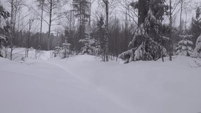 Tired middle aged man walks away in snow shoes in forest covered in freshly fallen snow. Snow shoes makes the walk much easier. Rear video. Sweden, Umea