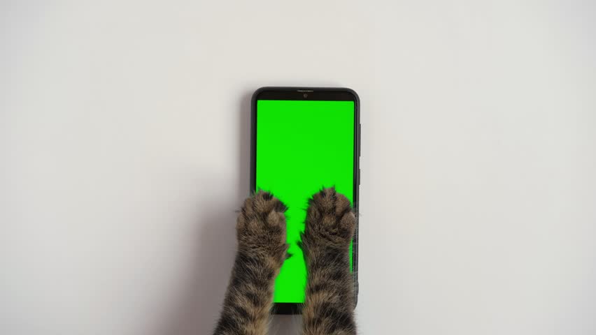 Cat paw touching, clicking, tapping and swiping phone with chromakey screen. Feline Paw typing smartphone with green background. Close-up. Chroma key vertical mock up for advertising. Cat using phone | Shutterstock HD Video #1099387301