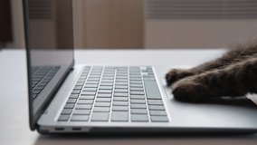 Cat using the computer. Cat Paw using Laptop. Side View Close Up. Home Office. Fluffy Feline Paws Typing on the Keyboard, Scrolling Swiping and Tapping Touchpad. Animals and Pets Using Technology. 4K