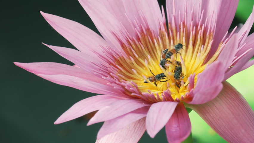 Close-up, swarm of bees is sucking the nectar from purple water lily flower, insect wildlife animals, pollinating bloom flora in natural ecology environment, beautiful vivid colors in summer season