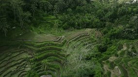 Tegalalang Rice Terrace, Ubud, Bali, Indonesia. Top view