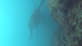 Vertical video of A few manta ray (Manta blevirostris) swimming towards camera