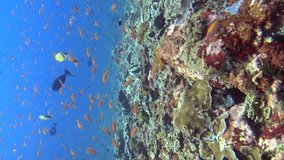 Vertical video of Hard coral reef with cloud of colorful anthias swimming and divers in the background