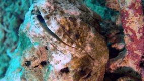 Vertical video of Devil or Humpback scorpionfish (Scorpaenopsis diabolus), close up mouth