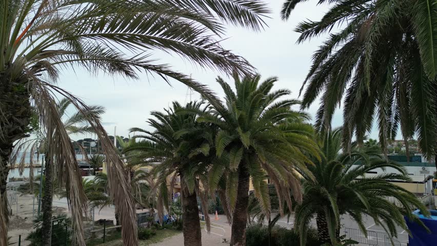 Saint Jean Cap Ferrat, Palm tree,  mountains, Mediterranean sea, beach line, 4 k drone, aerial  video