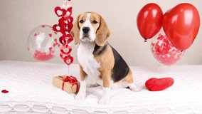 The beagle dog is sitting on the bed and barking. The room is decorated with helium balloons and hearts. Happy Birthday or Valentine's Day greeting card.