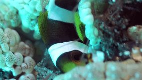 Young clark anemone fish (Amphiprion clarkii) in beaded anemone