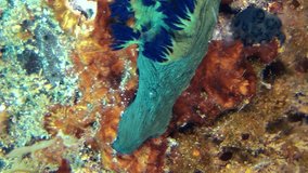Tambja morosa and nembrotha rutilans nudibranch kissing