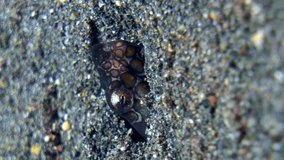 Napoleon snake eel (Ophichthus bonaparti) head coming out of the sand