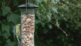 A single great tit or parus major eating while hanging on a garden bird feeder filled with peanuts in winter. Video with copy space.
