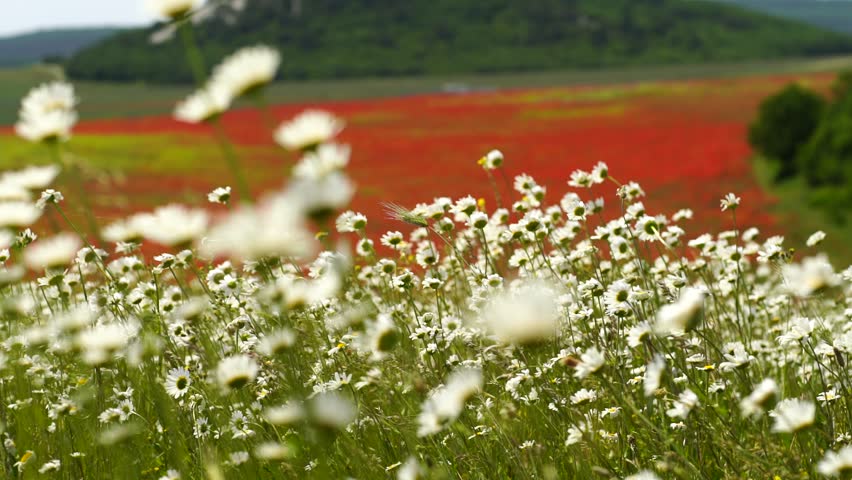 A field of chamomile mixed with poppies | Shutterstock HD Video #1099405555
