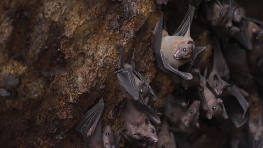 A flock of bats hanging on the stone wall of the cave and flying out of the frame. The life of flying foxes in the wild close-up. Bats are flying to hunt. slow motion footage. film grain texture. 