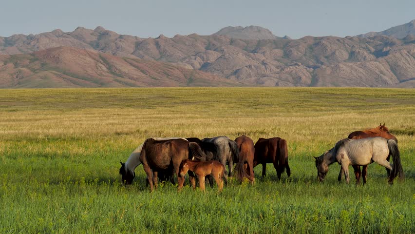 Horses graze on a summer meadow with mountains in the background.