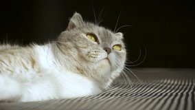 Close up portrait of a Scottish fold cat resting on bed