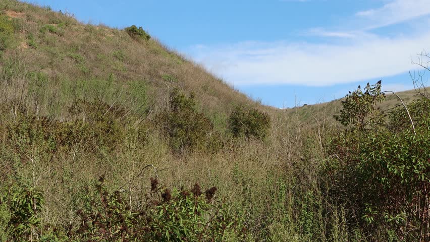 In between the Santa Monica Mountains maritime terminus and their chaparral ascension, lies the critically endangered Coastal Sage Scrub plant community.