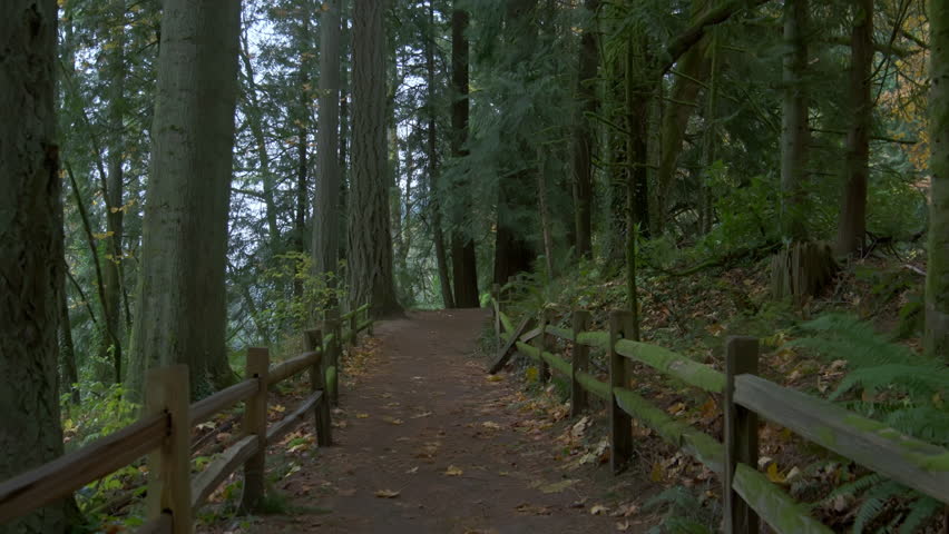 Moving through a lush and fallen leaf in beautiful autumn forest in Oregon. Move camera