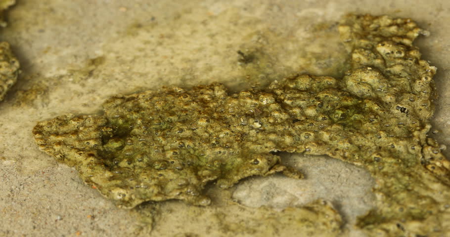 Mossy Algae in the water