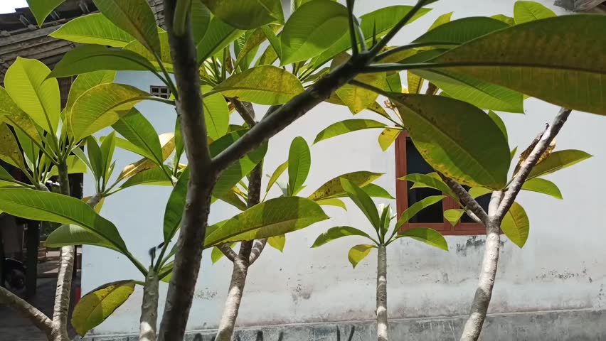 frangipani tree in front of the house, during the day, blown by the wind