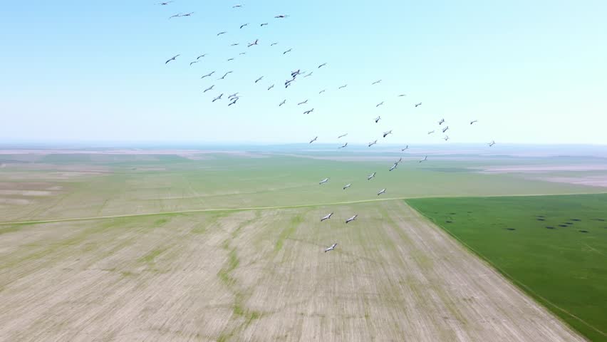 A wedge of cranes in the sky fly in a circle over a field of green grass.Beautiful birds are flying on the ground, there are craters on the ground from a peaceful explosion.