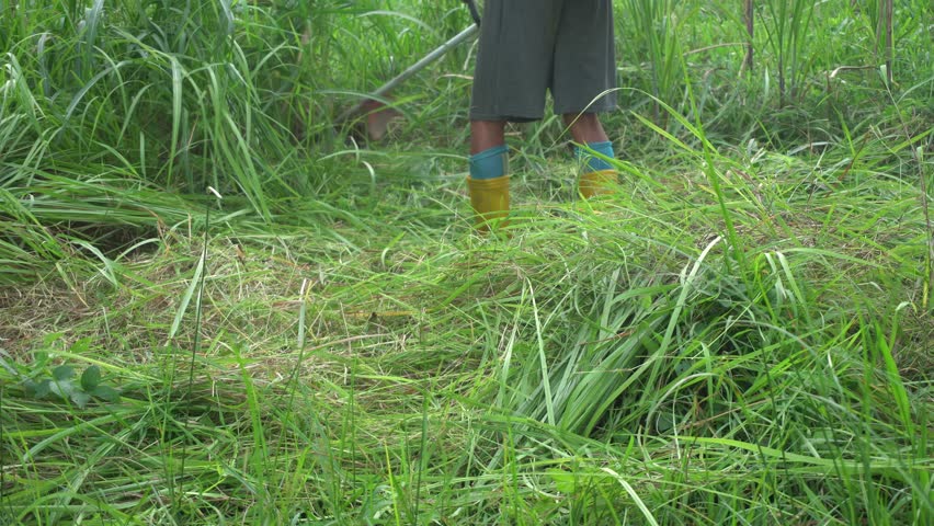Man is clearing cut the weeds using a lawn mower weed Cordless fuel portable garden Trimmer machine