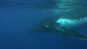 Young humpback whale calf with cow whale underwater in Pacific Ocean. Megaptera Novaeangliae whale in blue water in Tonga Polynesia.