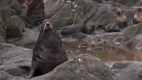 Video with sound of group of northern fur seal animal near Sea of Okhotsk. Colony of females and males of animals and family of seal in wild nature with background noise.