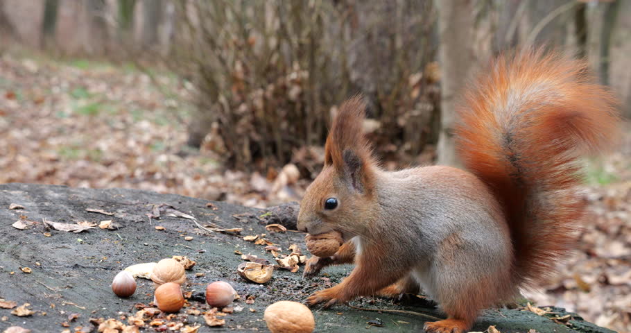 A forest squirrel picks up cookies and nuts from a tree stump. | Shutterstock HD Video #1099430571
