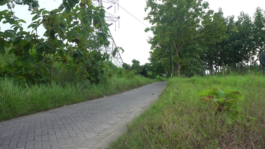 a quiet empty village rural road with a calm and cool natural feel. a paving street with lots of teak trees along the sides