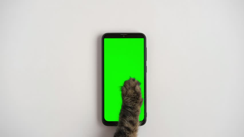 Cat paw touching, clicking, tapping and swiping phone with chromakey screen. Feline Paw typing smartphone with green background. Close-up. Chroma key vertical mock up for advertising. Cat using phone | Shutterstock HD Video #1099430943