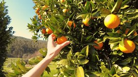 Woman picking orange at the garden. Ripe Orange Citrus fruits or tangerines hanging on a tree. Person Picking fresh Healthy organic juicy oranges produce from orange trees in agricultural field - Powered by Shutterstock - Get 15% off with code: PIKWIZARD15