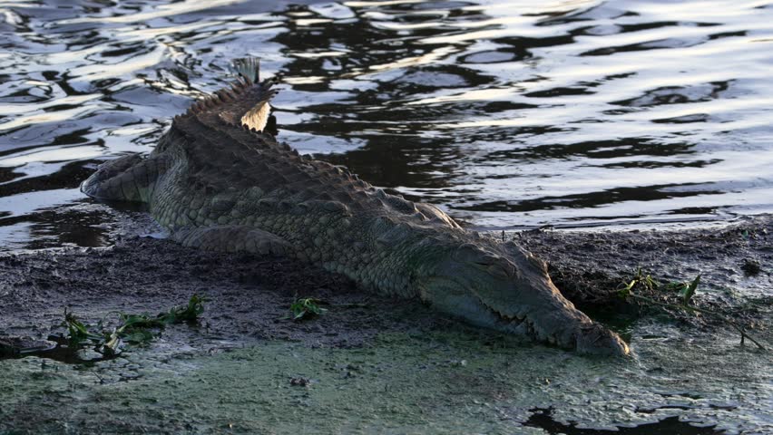 A crocodile with its tail lying in the rippling water is relaxed and sleeping on a green, slimy river bank in the Kruger National Park. | Shutterstock HD Video #1099433171