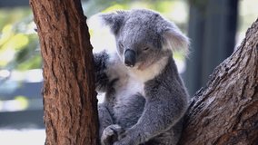 Lively video of a koala scratching its head with its paw