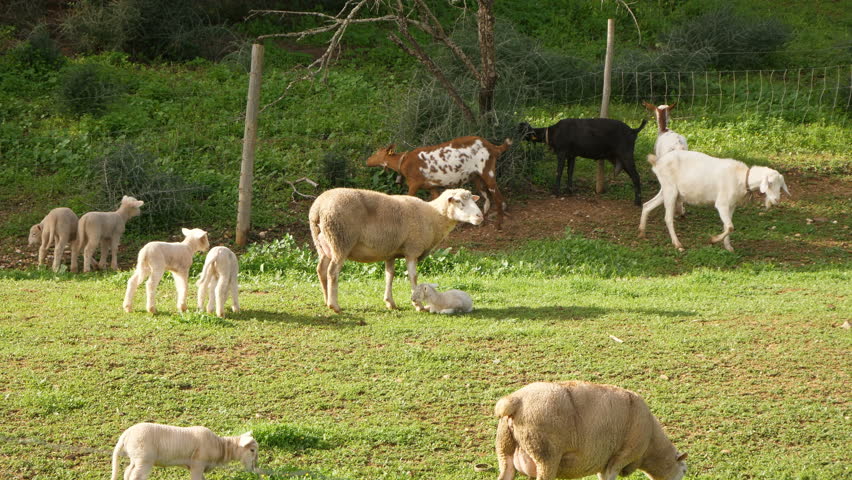 Livestock in a Portuguese small farm