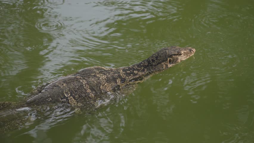 Giant Monitor Lizard Varanus Swimming on the Lake in Bangkok Park Thailand | Shutterstock HD Video #1099439115