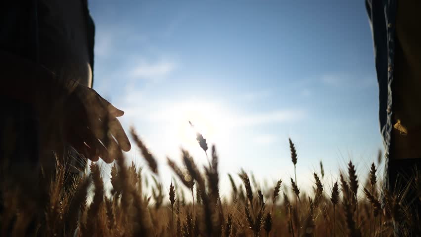 handshake farmer wheat. business partnership agriculture concept. silhouette two farmers shaking hands conclude a contract agreement in a field sun of wheat glare. agriculture handshake concept Royalty-Free Stock Footage #1099441065