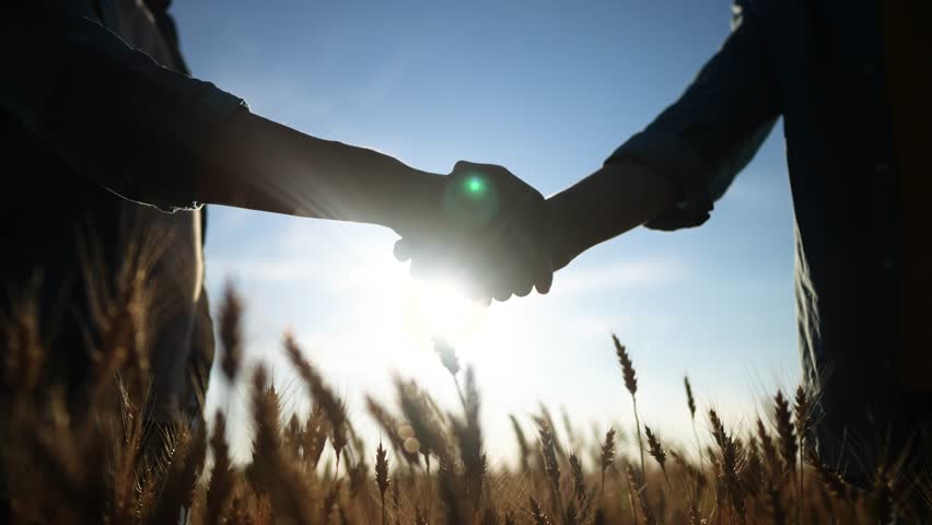Handshake farmer wheat. business partnership agriculture concept. silhouette two farmers shaking hands conclude a contract agreement in a field sun of wheat glare. agriculture handshake concept