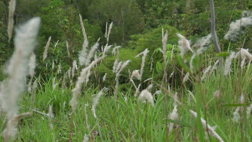 Indonesian landscape. 4K shot of a bunch of Imperata cylindrica flowers blowing in the wind. rural nature in Indonesia. subtropical grasses known as satintails | Shutterstock HD Video #1099447161