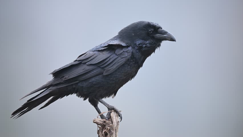 Raven ( Corvus corax ) on the branch  Royalty-Free Stock Footage #1099448791