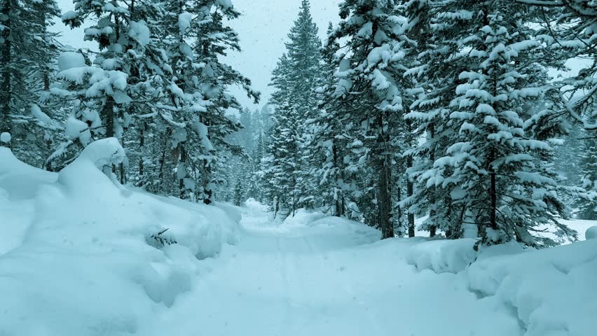 Winter landscape snowy mountain forest in snowstorm. Road for snowmobiles among snow-covered firs. Winter Russia, Siberia. High quality 4k footage