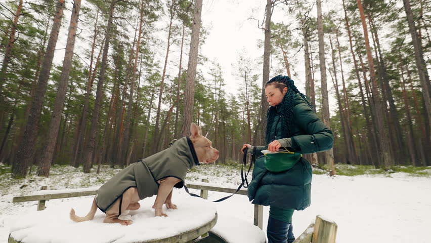 Female owner is feeding her American Bully dog at a table in a forest in winter