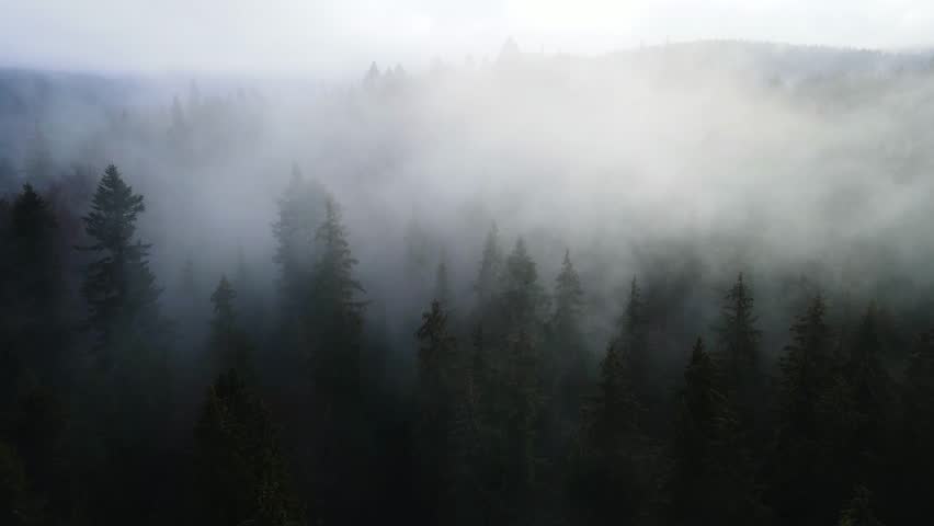 pine forest fog drone flight through motion Harz