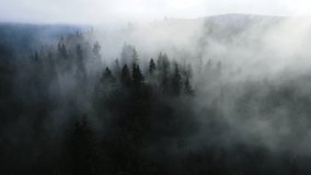 pine forest fog drone flight through motion Harz - Powered by Shutterstock - Get 15% off with code: PIKWIZARD15