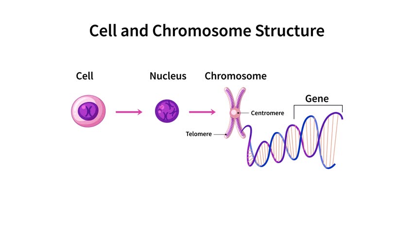  Cell Structure. The DNA molecule is a double helix, DNA and Chromosome in cell structure. genome sequence, Cell Structure. Nucleus with chromosomes, DNA molecule. | Shutterstock HD Video #1099457193