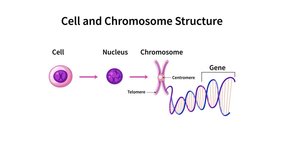  Cell Structure. The DNA molecule is a double helix, DNA and Chromosome in cell structure. genome sequence, Cell Structure. Nucleus with chromosomes, DNA molecule.
