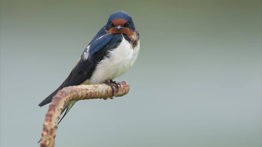 Barn swallow (Hirundo rustica) in japan 